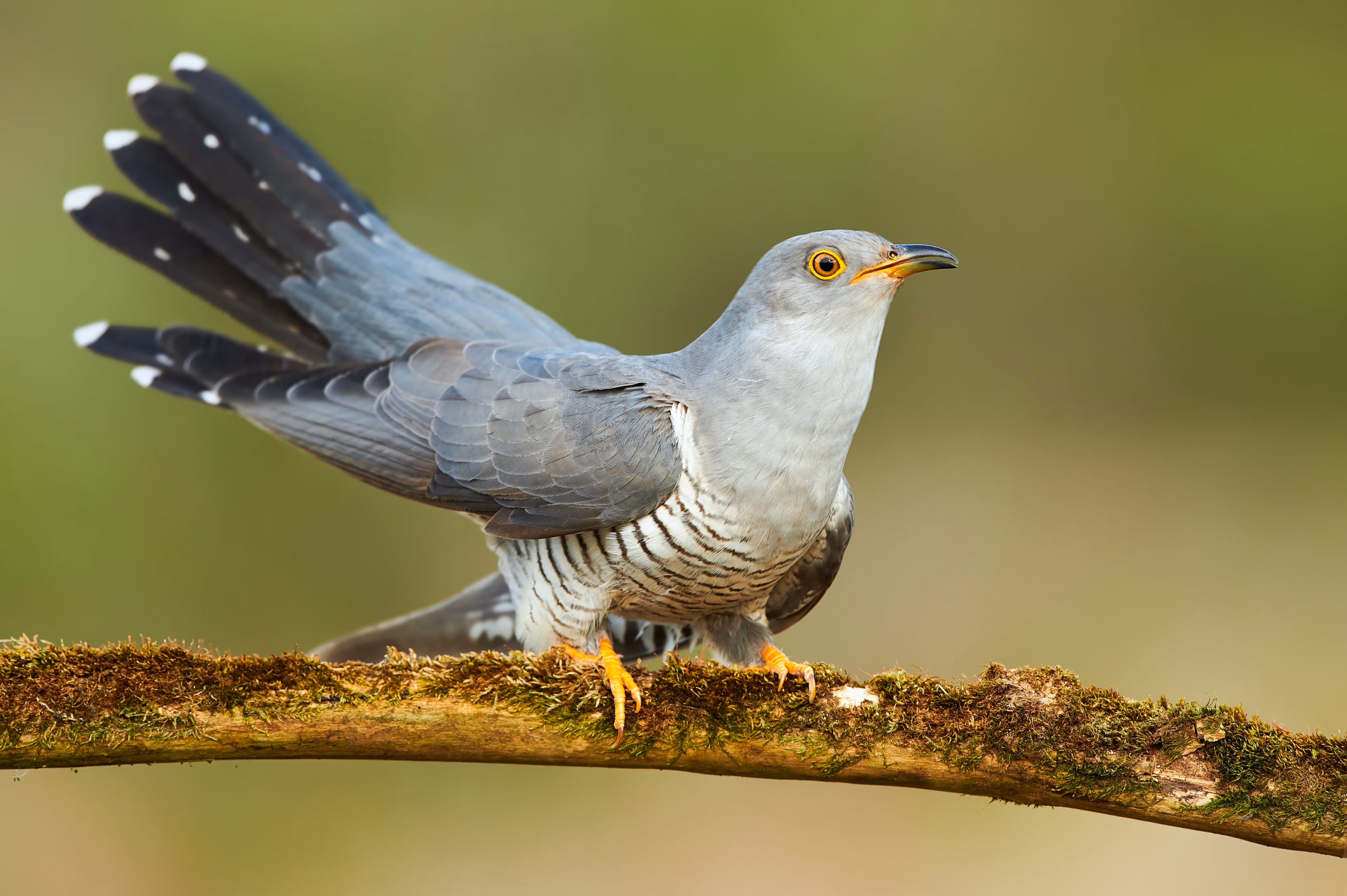 Common Cuckoo